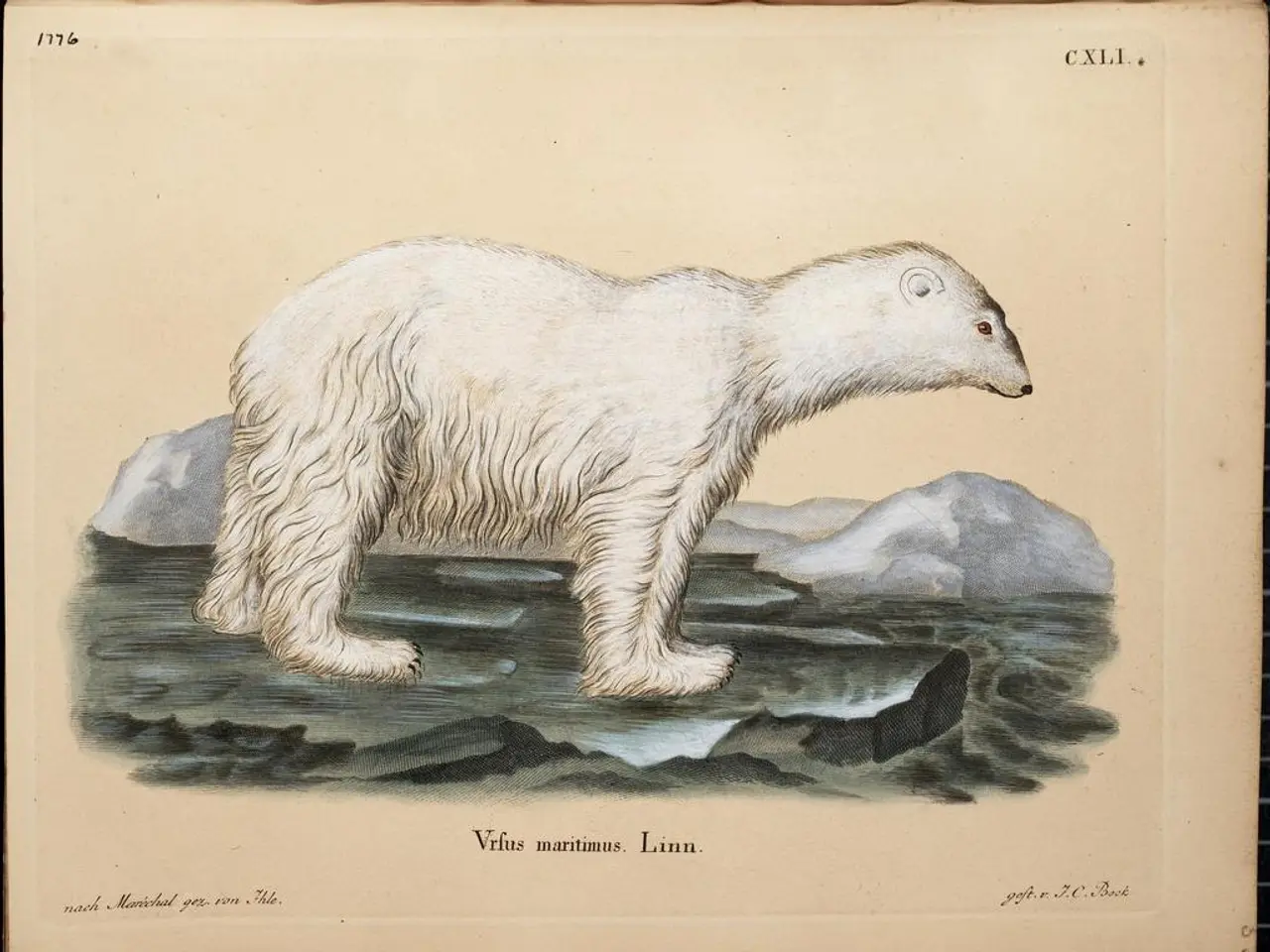 Free Colorful Bear Template Pages for Children's Artwork