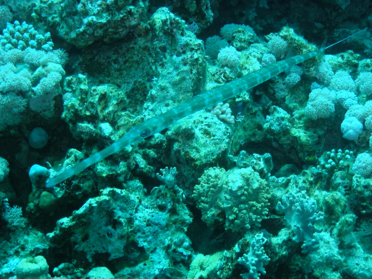 Identify the Variety of Seaborn Creatures Portrayed