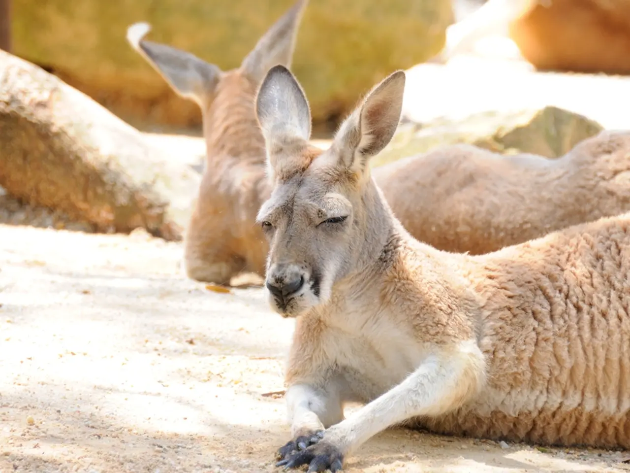 escalating tick populations in multiple U.S. states, sparking concerns over the forthcoming...