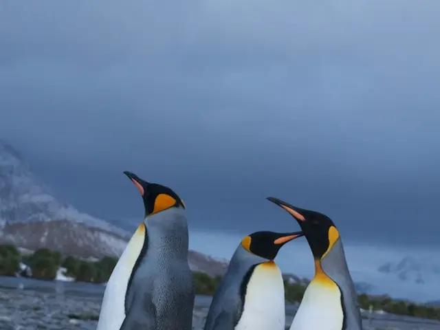 Solo Expedition to Antarctica Lasted 17 Days by a 72-Year-Old Individual