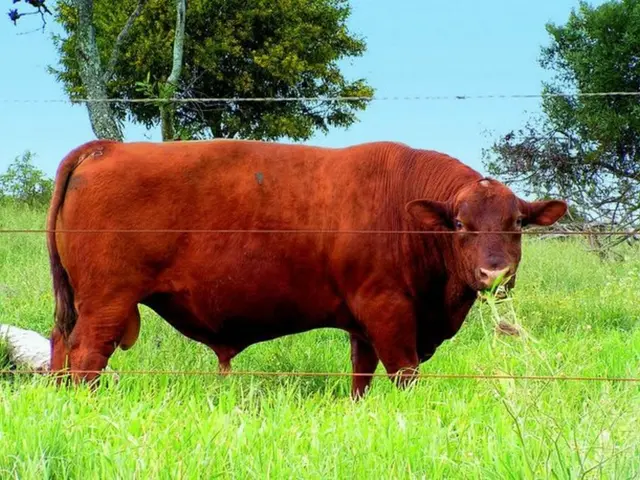 Witnesses mourn as bison meets tragic end in Yellowstone's scorching hot spring before spectators