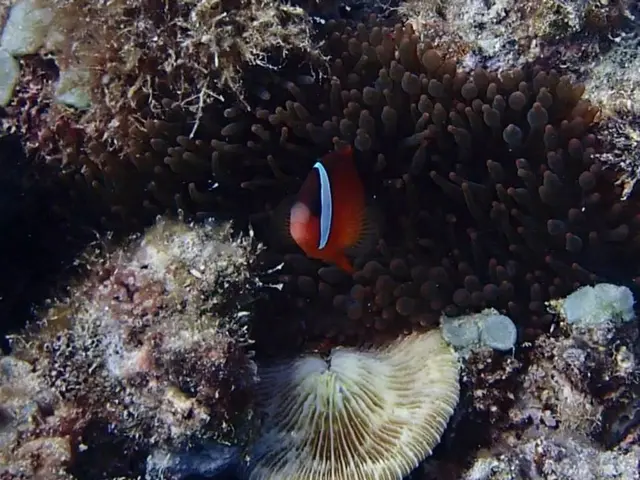 Exploring the Dive Sites of Southeast Sulawesi, Indonesia