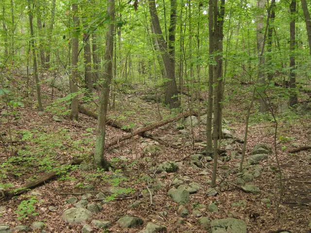 Indoor Crafts Inspired by Nature: Embrace the Outdoors at Home