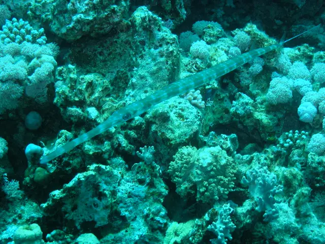 Identify the Variety of Seaborn Creatures Portrayed