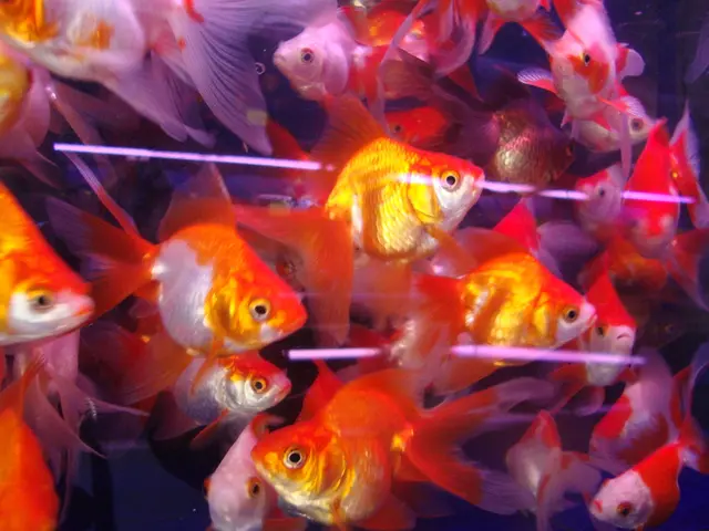 Ranking of the Top Swimwear Brands, as determined by our site