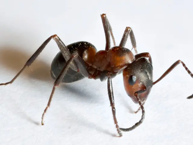 Fire ants inflict painful bites followed by invasive stings, injecting venom into the skin.