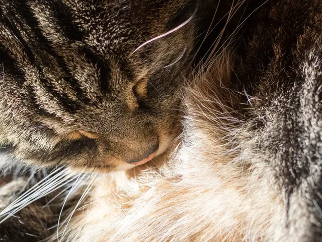 Top Feline-Endorsed Cat Treats, Taste-Tested and Recommended by Our Feline Team