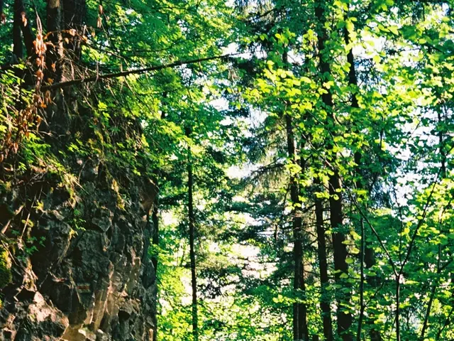 Ten Unnerving Experiences That May Discourage You from Exploring Forests