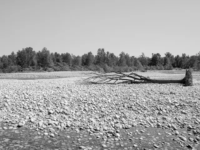 Crafting and Setting Rocks for Bonsai: Balancing Aesthetics and Structural Integrity