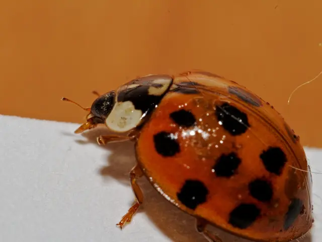 Stomach Ailment Persisting 24 Hours: Identifying Symptoms, Understanding Causes, and Seeking...