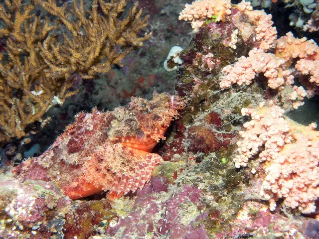 Island nation with ambitions to excavate the deep-sea bed