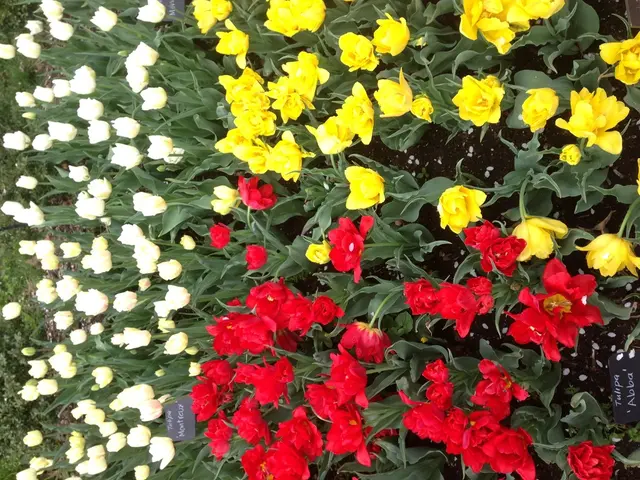 December Garden Blooms: Suggested Flowers and Greenery Recommended by Lead Gardening Experts