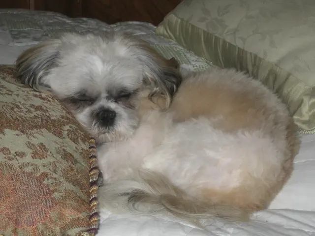 Luxury accommodations for canines at European castles catered