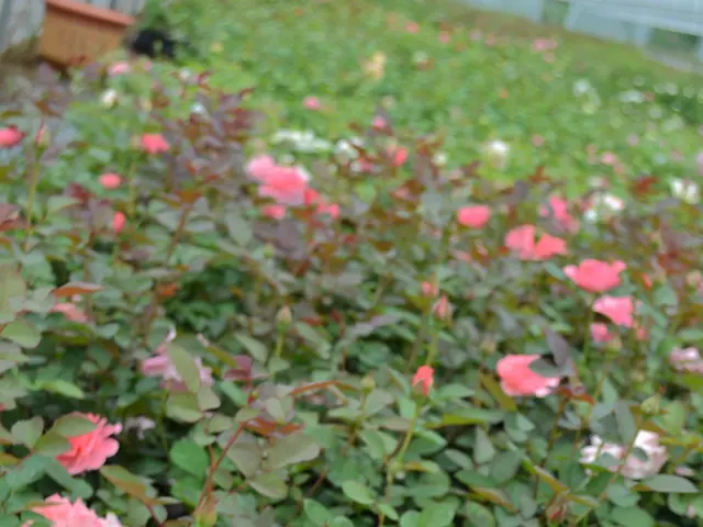 France's Most Enchanting Gardens: opulent retreats