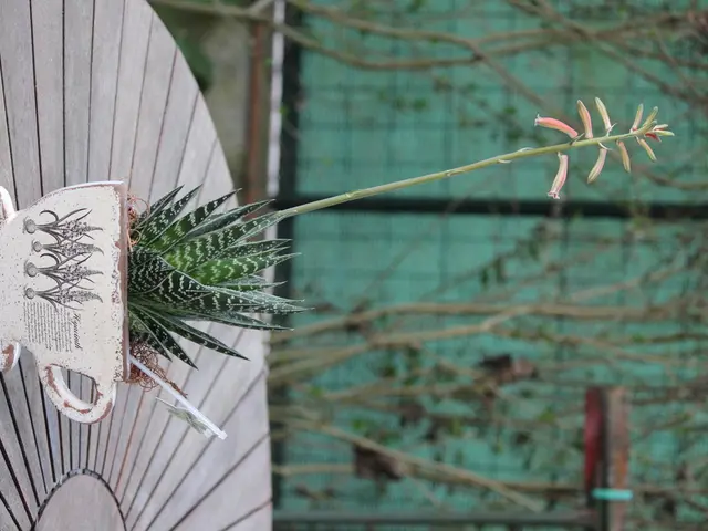 Exhibitions of Driftwood Bonsai: The Natural Palette of Art and Intricate Arrangements