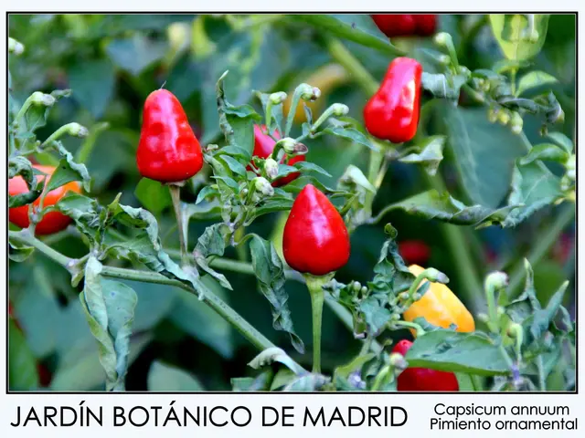 Vata Imbalance: Understanding its dietary guidelines, definition, and relevant features