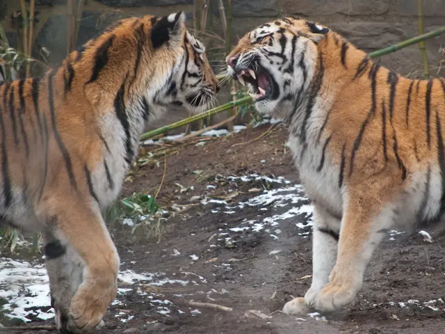 Zodiac Signs with Potential for Great Fortune and Wealth on August 10, 2025, According to Chinese...