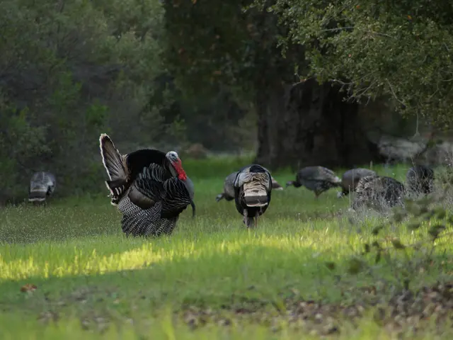 Turkey's robust cultural skepticism toward the institutionalization of senior care services