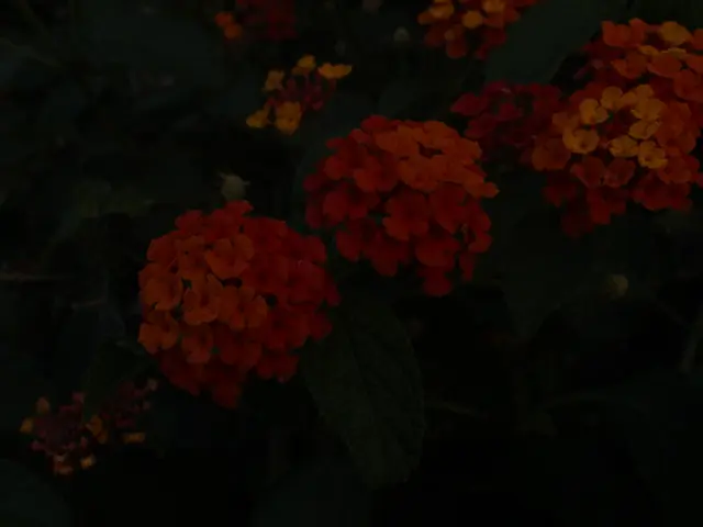 Bloom Native Blooms Yourself: 5 Planting Methods for Flower Beds and Containers