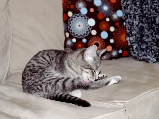 Cats find solace in a 'feline retreat' during summer heatwave in Turkey