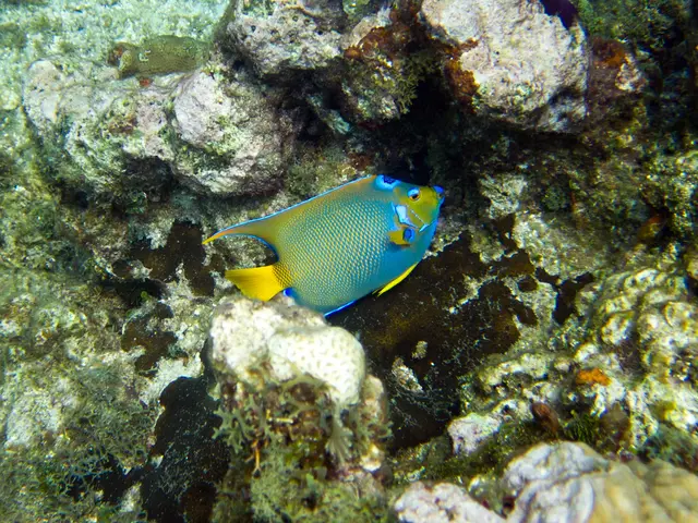 Top 25 Scuba Sites in Corfu, Classified by Type (Caves, Coral Reefs, Sea Walls, etc.)