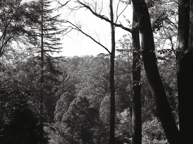 Ideal Timing for Tree Planting in Texas: Professional Advice Revealed