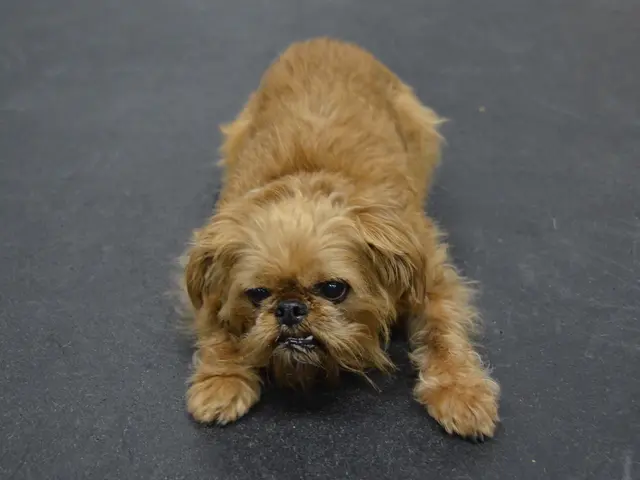 Journeying by Car with Canine Companions: A Comprehensive Guide