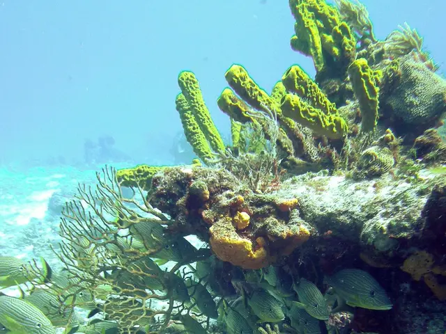 Underwater Shooting Using Sea & Sea YS-D3 Strobe in the Sea of Cortez