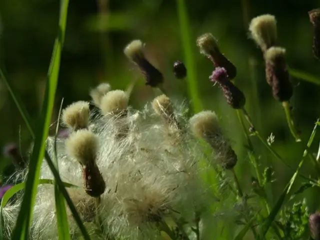 Agricultural organizations PFLA, OF&G, and BDA endorse the Soil Association as another auditor for...