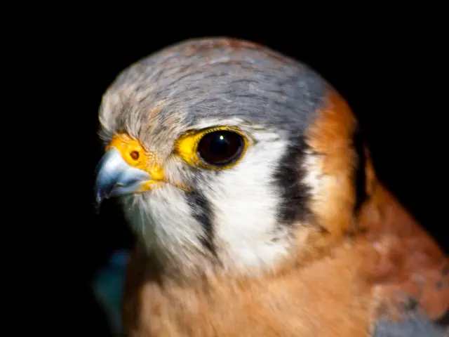 Tips for capturing impressive wildlife photos using basic equipment