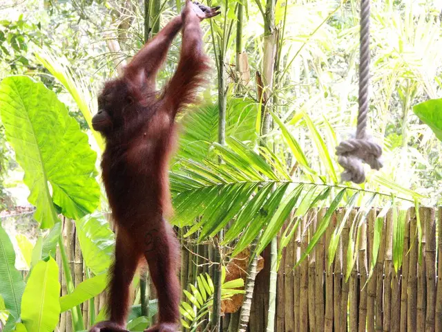 Primates with Exceptional Legal Safeguards: Orangutans