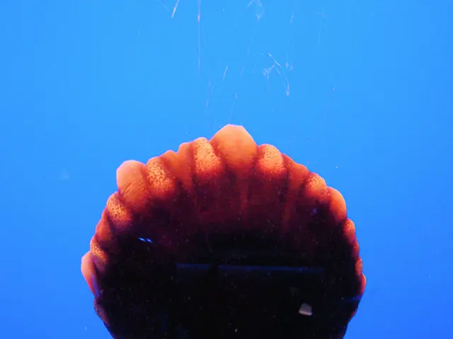 Bear Flights Featuring Formosan Species