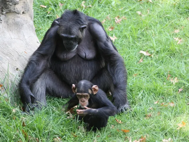 Exploring the Intriguing Lifestyle of Betty, the Chimpanzee, and Her Significant Impacts on...