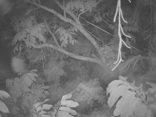 Elderly individuals eke out a living through the humble and inexpensive production of seeds from a...