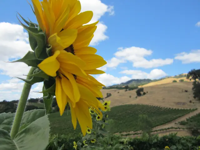 top East Coast locations offering stunning autumn foliage displays