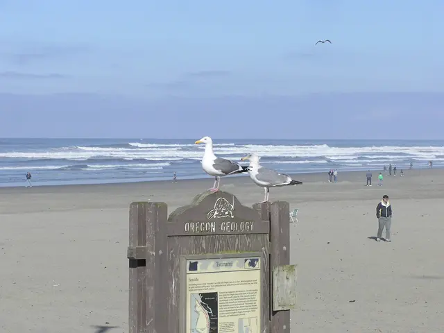 In this image there are two birds on the sign board, few people on the sea shore, an ocean, a bird...