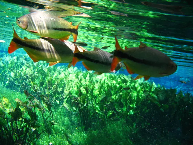 In this picture I can see there are few fishes swimming in the water and there are plants in side...
